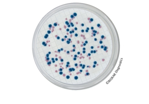 Chromogenic Coliform Agar (CCA)