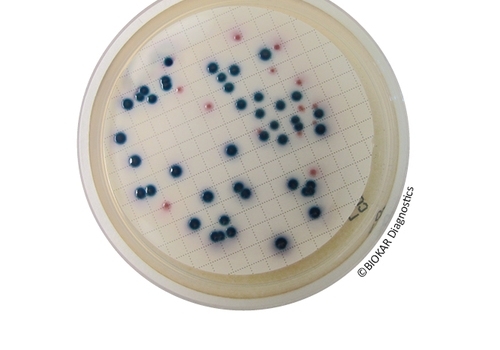 COMPASS® cc Agar