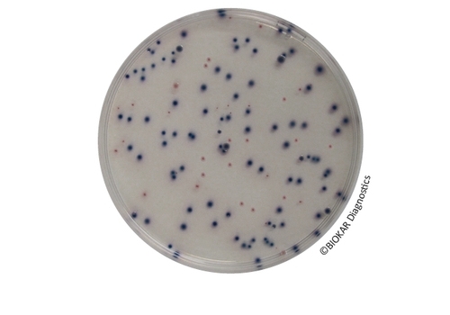 COMPASS® Ecc Agar