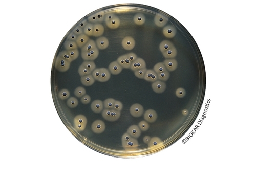 Staphylococcus