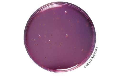 BCP Dextrose Tryptone Agar