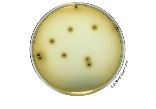 Bismuth Sulfite Agar (ISO 6579-1)