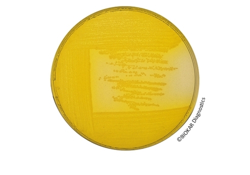 CFC Agar