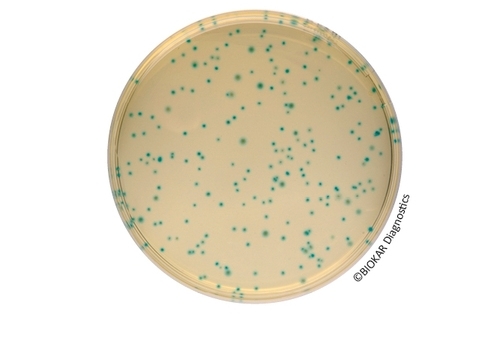 COMPASS® Bacillus Cereus Agar