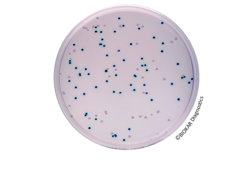 COMPASS® Enterobacter SakazakIi Agar