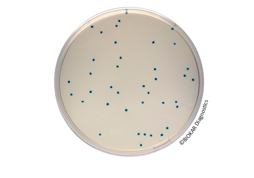 COMPASS® Enterococcus Agar