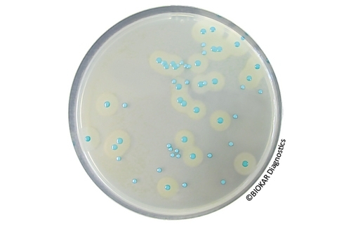 COMPASS® Listeria Agar