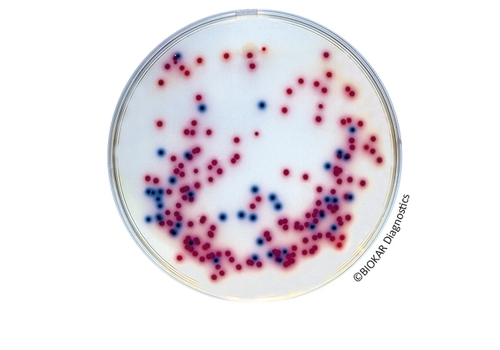 COMPASS® Salmonella Agar