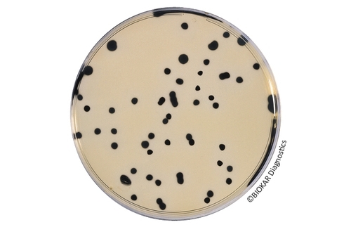 Iron Sulfite Agar (TSC AGAR BASE)