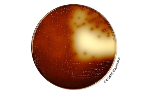 KF Streptococcus Agar (BASE)