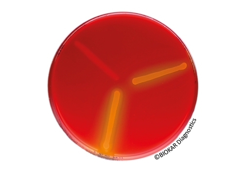 CONFIRM’ L.mono Agar®