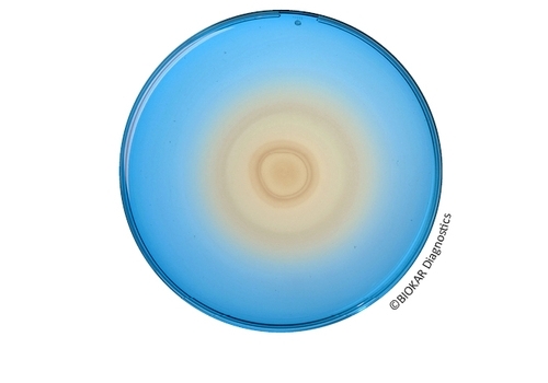 Sesame Salmonella TEST®