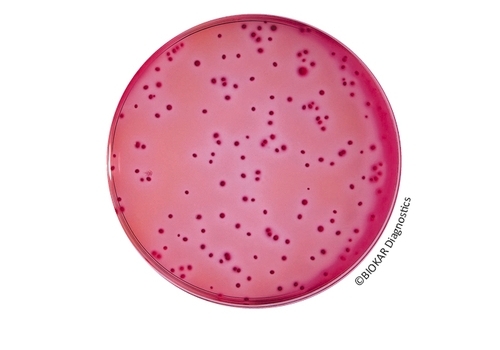 VRBL Agar