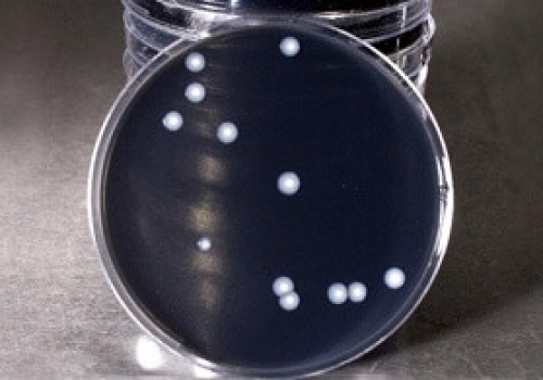 GVPC Agar for Legionella