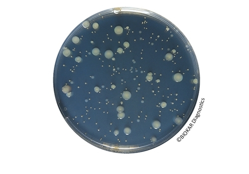 Yeast Extract Agar