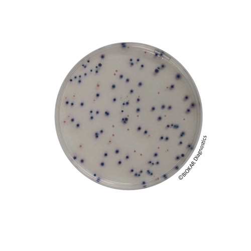 COMPASS® Ecc Agar