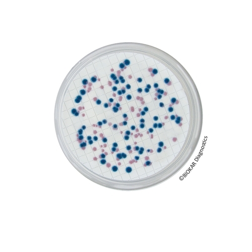 Chromogenic Coliform Agar (CCA)