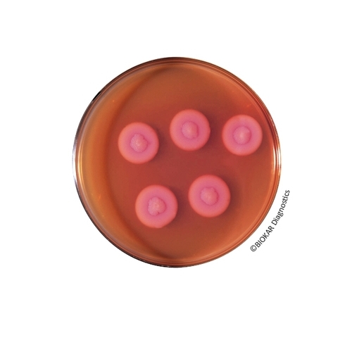 Bacillus Cereus Agar (ACC. TO MOSSEL)