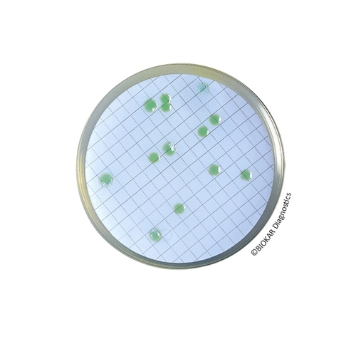 CN Agar For Pseudomonas