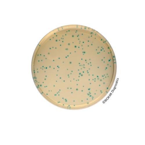 COMPASS® Bacillus Cereus Agar