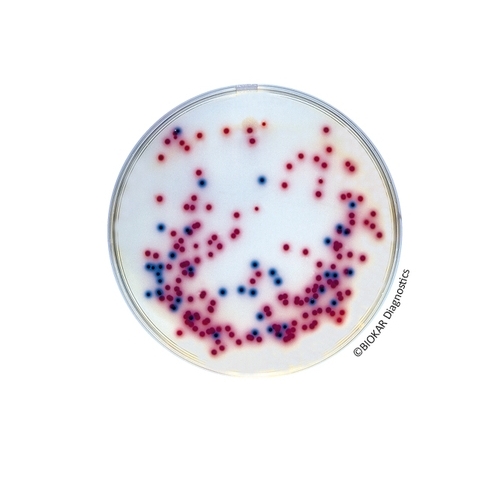 COMPASS® Salmonella Agar