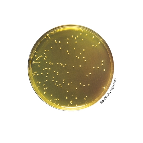 Mannitol Salt Agar