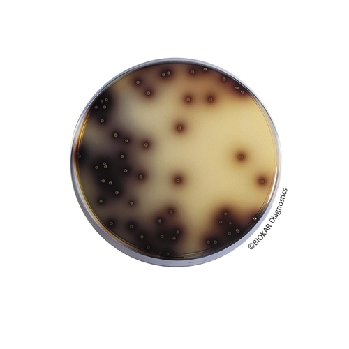 Oxford Agar 