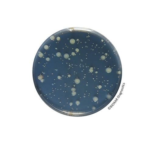 Yeast Extract Agar