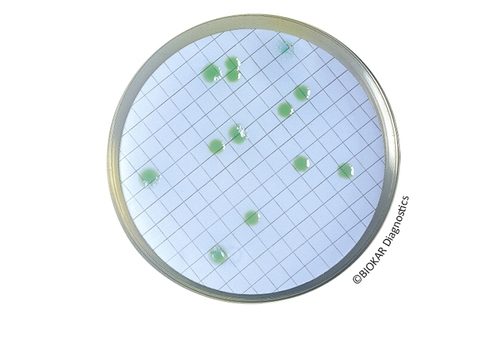 CN Agar For PSEUDOMONAS