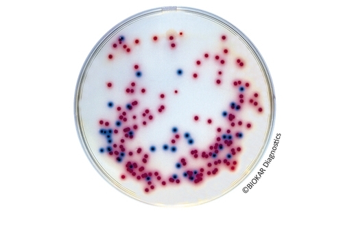 COMPASS® Salmonella Agar
