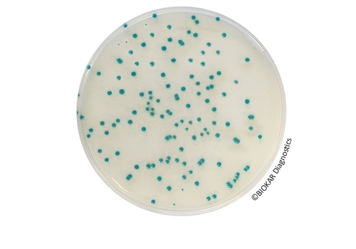 RHAPSODY Agar®