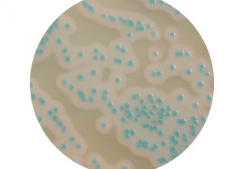 COMPASS® Bacillus Cereus Plus