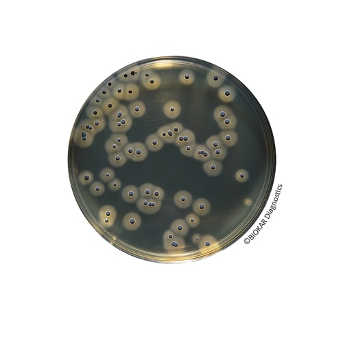 Baird Parker RPF Agar (RTU)