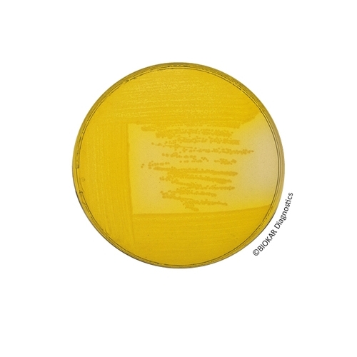 CFC Agar (RTM)