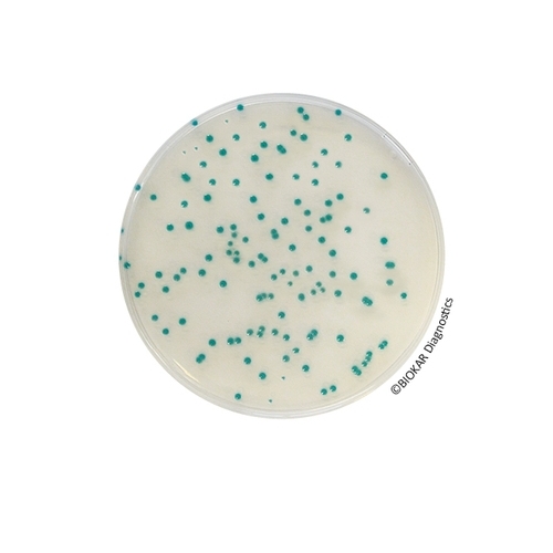 Rhapsody Agar® (RTU)