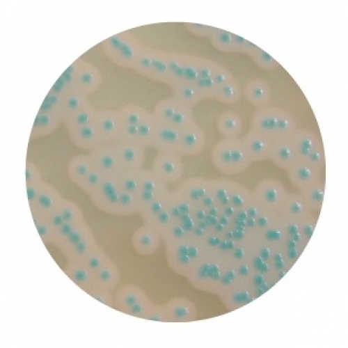 Compass Bacillus Plus Agar