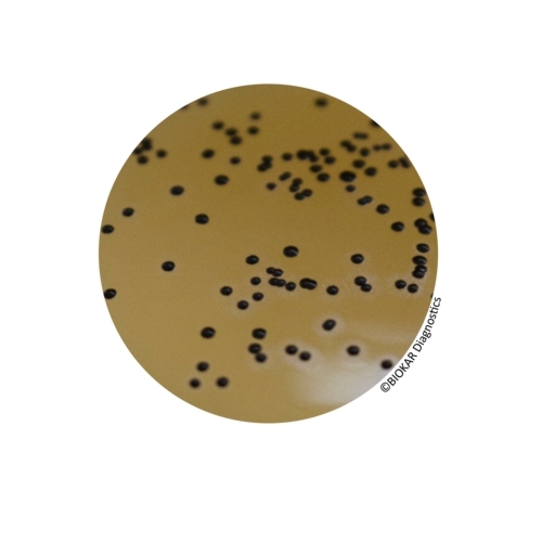CONTACT BAIRD-PARKER EGG YOLK TELLURITE + NEUTRALIZERS