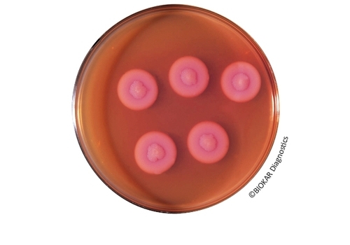 Bacillus Cereus Agar (ACC. TO MOSSEL)
