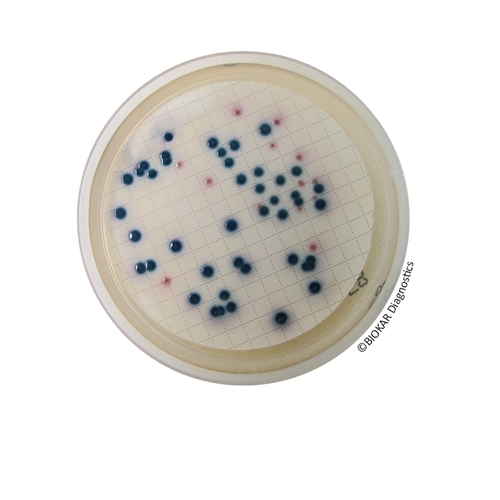 COMPASS® CC Agar