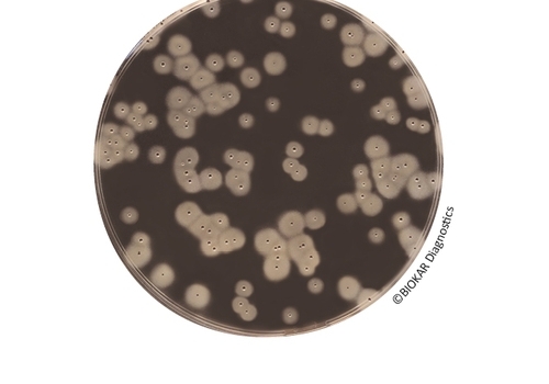 EASY Staph Agar