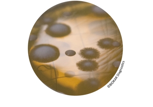 CONTACT SABOURAUD WITH CHLORAMPHENICOL (SDCA) + NEUTRALIZERS