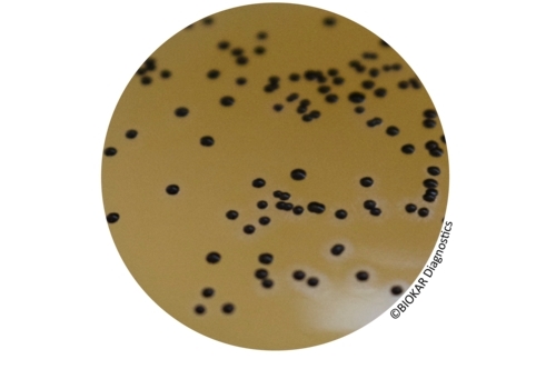 CONTACT BAIRD-PARKER EGG YOLK TELLURITE + NEUTRALIZERS