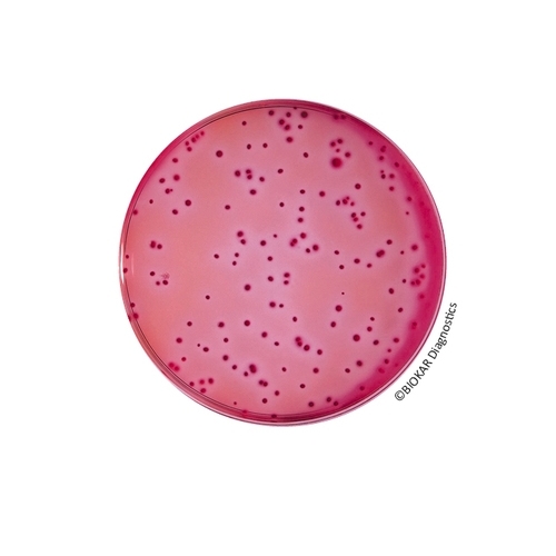 VRBL Agar