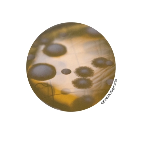 CONTACT SABOURAUD WITH CHLORAMPHENICOL (SDCA) + NEUTRALIZERS