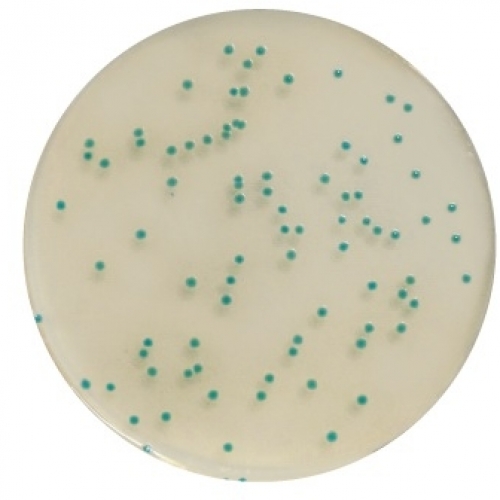  Chromogenic Cronobacter Isolation Agar (CCI) (RTU)